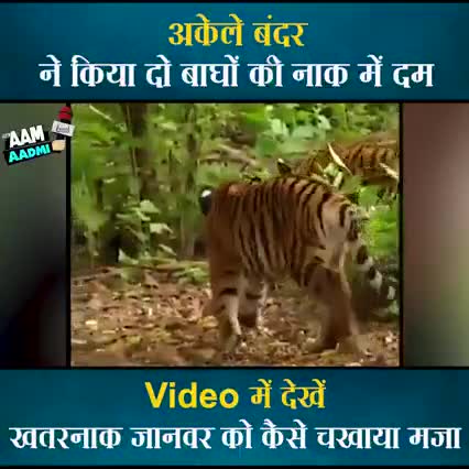 अकेले #बंदर ने किया #दो_बाघों की नाक में दम।
वीडियो में देखें कि खतरनाक जानवर को कैसे बंदर ने अकेले ही मजा चखाया।﻿