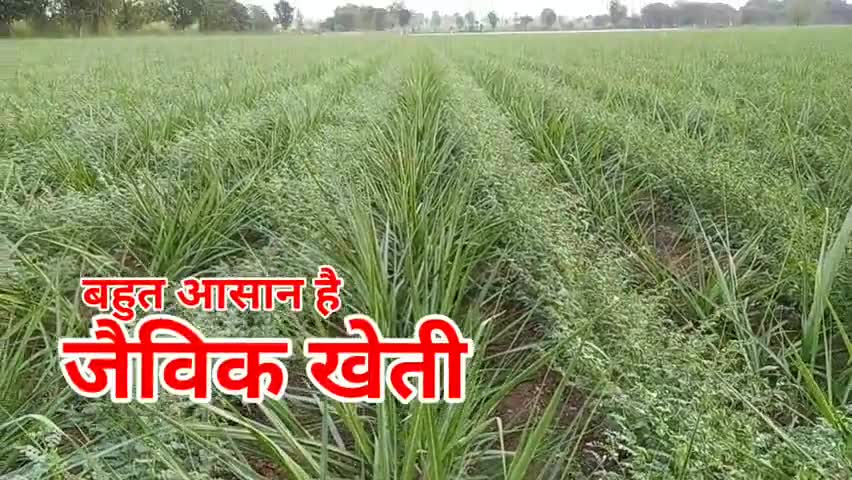 जैविक किसान राजेन्द्र पाटीदार के अनुसार
#जैविक_खेती बहुत आसान है। हर किसान कर सकता है।