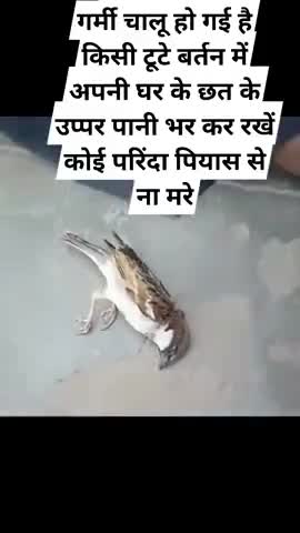 #गर्मी #शरू हो गया है #पक्षी के लिए एक #कटोरी #पानी रखें अपने #छत पर #जीवन बचाएं #पानी पिलाएं