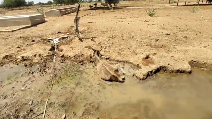 ब्लॉक #सुमेरपुर के ग्राम #कलौली_जार में गौशाला में देखरेख ठीक तरह से ना होने कारण #गायों की मौतें हो रही हैं #Hamirpur