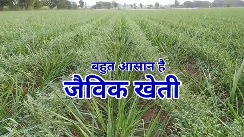 #जैविक_खेती बहुत आसान है। हर किसान कर सकता है - जैविक किसान राजेन्द्र पाटीदार
