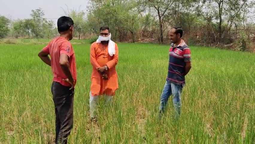आत्म हत्या करने किसान तैयार
होश में आओ भूपेश सरकार 
#kisanagainstbhupesh #bjp4cgstate