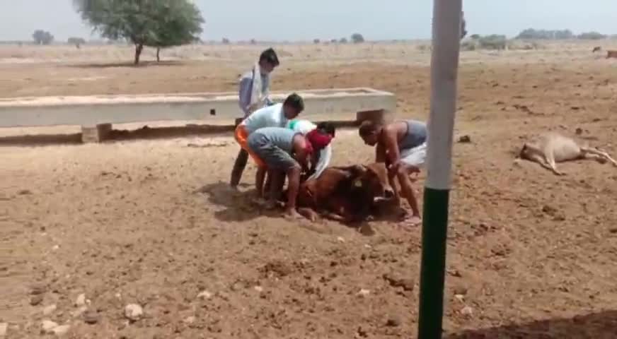बिलग्राम: मल्लावां क्षेत्र के तेजीपुर गांव में चारे-पानी के अभाव में दम तोड़ने को मजबूर बने गोवंश, प्रशासन की अनदेखी #अव्यवस्था