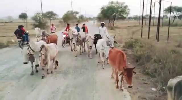 योगी सेना ने 14 पशुओं को मुक्त कराई
#गढ़वा मझिआंव में योगी सेना की #गौतस्करी पर बड़ी करवाई कर सभी #पशुओं को मुक्त कराई है।