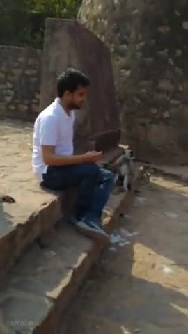 कभी ऐसा आंनद लिया है आपने? 
प्रकृति के माया 😍
#ashu_lyricist 
#iamashu #originalvideo #nature #Ranthambhore 
#travel