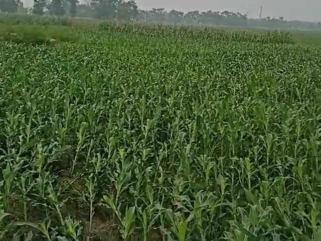 कदवा: nungara #kadwa  #narendramodistadium #yogiadithanath
