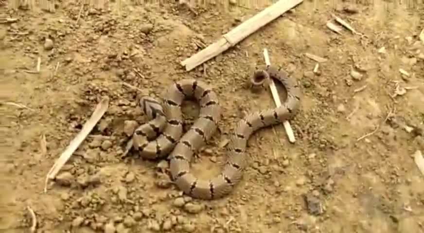 महेशपुर: चांदपुर में स्थित एक घर में निकला कॉमन करैंत जहरीला सांप, रेस्क्यू टीम ने पकड़कर जंगल में छोड़ा #रेस्क्यू