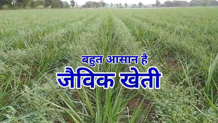 #जैविक_खेती सामान्य खेती की तरह आसान। हर किसान कर सकता है - जैविक किसान राजेन्द्र पाटीदार