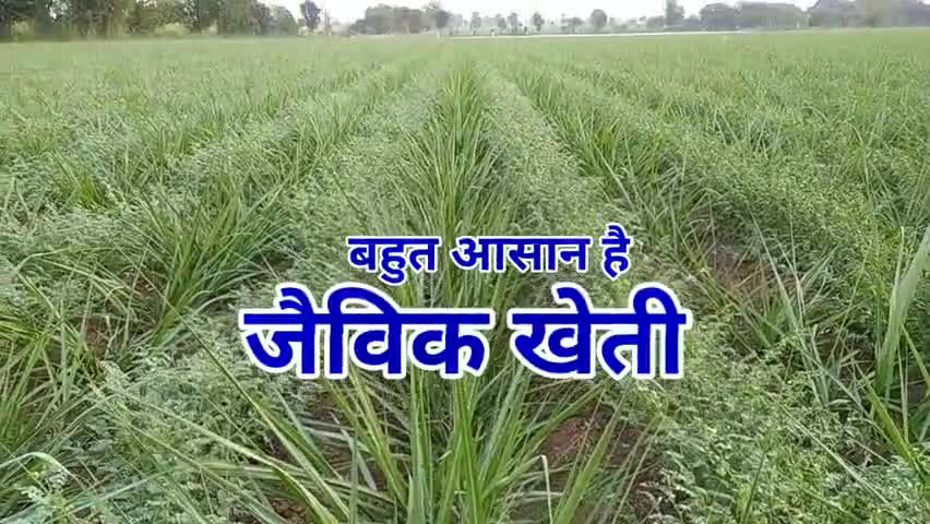 #जैविक_खेती सामान्य खेती की तरह आसान। हर किसान कर सकता है - जैविक किसान राजेन्द्र पाटीदार