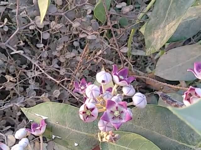 #जॉइंटिस #जिसको हिंदी में 
#पीलिया#की #बीमारी बोलते हैं इस पौधे के # वोंड  विधि विधान से खाने से बिमारी #जड़ से खत्म ,,,