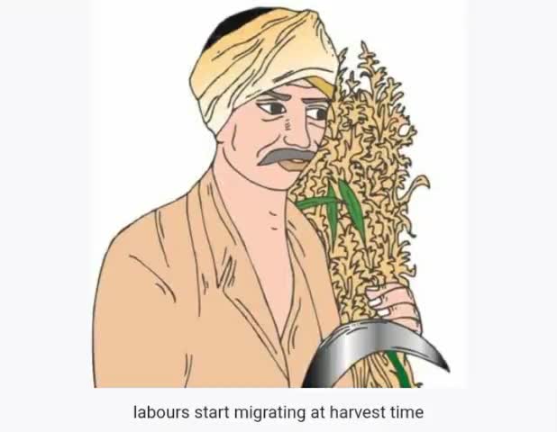 जिले में इन दिनों फसलों की कटाई का सीजन चला है। इस बीच प्रवासी मजदूरों के पलायन से किसानों की परेशानी शुरू
#ऊना की खबरें