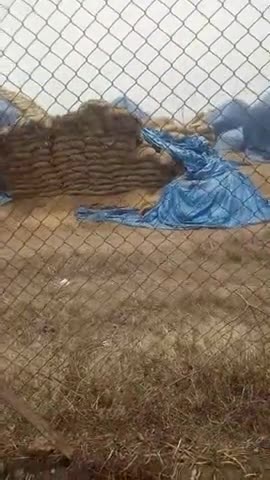 ये विडीओ अडानी शालो मोहरी का ह् जहां  ना जाने कितने ट न धान खराब हो गई ह् एक और शिवराज सिंह बोल रहे ह् क#village_