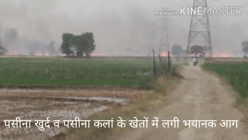 बापौली: #फायर#अग्नि_कांड
पसीना खुर्द में गेहूं की खड़ी फसल व फसल के अवशेष जल कर हुए खाक//गन्ने की लगभग दस एकड़ फसल भी जली
किसान