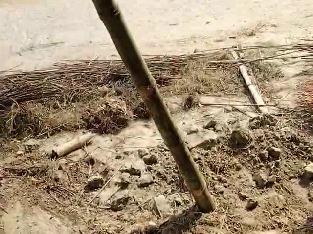 तुरकौलिया: Turkaulia me hariyali hi hariyali#green