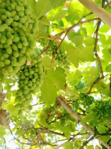 मेरे घर पर अंगूर पकने वाली है ।  #naturephotography #naturelovers #nature #naturebeauty #MySweetHome