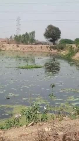 रामपुर नैकिन: ग्राम पंचायत बागड़ खास के सरपंच #गायत्री विनोद चतुर्वेदी द्वारा #मानवता की मिसाल नहर का पानी तालाब में भरा
