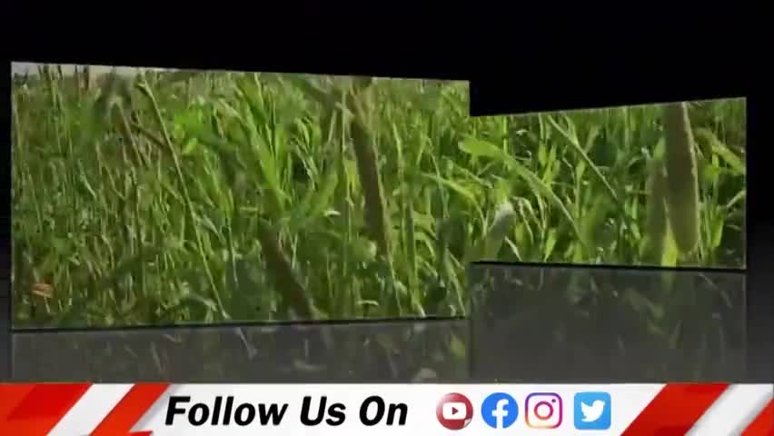दलहन एवं तिलहन की खेती से जुड़ी महत्वपूर्ण बातें
#खेती_किसानी
#tv30_india