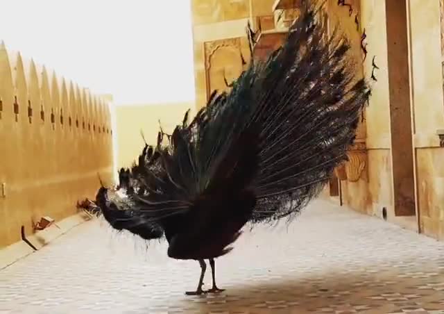 मोरिया मिठो बोल्यो रे जैसाण री धरा रो

#musicofrajasthan #peacock #birds #jecproduction