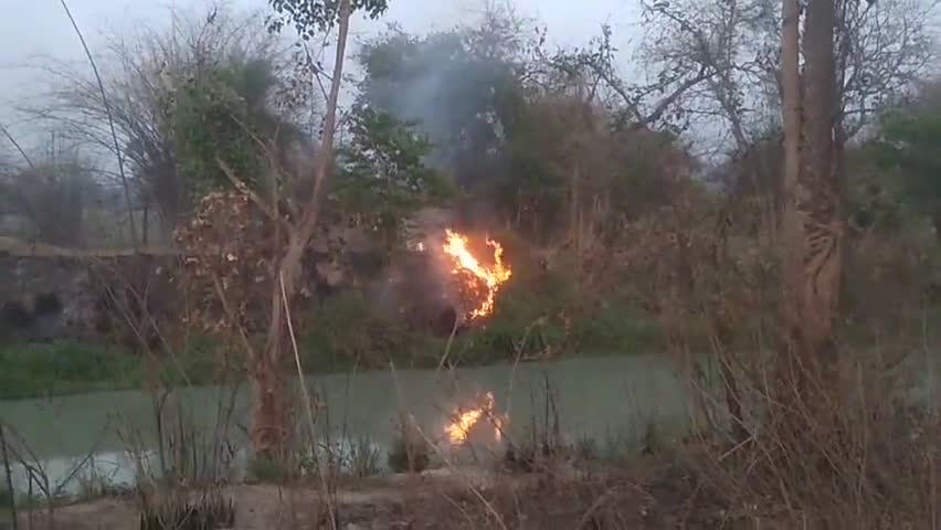 मीरापुर थाना क्षेत्र के गंग नहर पर लगाई जा रही है आग 💥 #irrigation #forestdepartment