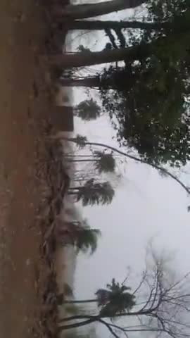 गाण्डेय: आज साम 4 बजे अचानक जोरदार आंधी के साथ हुई हल्की बारिश गांव में खुसहाली का माहोल, सब आम चुनने को दौड़ पड़े। #जोहर झारखंड