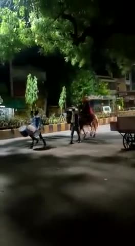 इतनी बड़ी बारात तो आपने भी नही देखी होगी।
दूल्हा, दो बाजा वाले, घोड़ी वाला।
#वीडियो_वायरल।