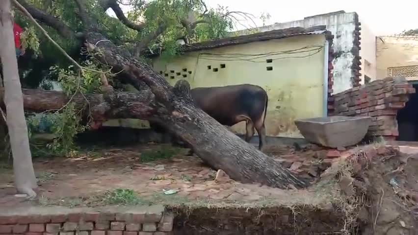 सेवराई: ताड़ीघाट बारा मुख्य मार्ग पर भदौरा गांव के पास सड़क पर गिरा पेड़, घंटों तक आवागमन प्रभावित #आंधी_तूफान