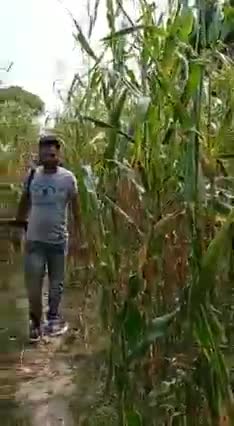 #करोना #और #पुलिस से #बचने के लिये #बारात अब #खेतों से #आती हैं😁😂🤪😝