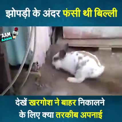 झोपड़ी के अंदर फंसी थी बिल्ली, देखें खरगोश ने बाहर निकालने के लिए क्या तरकीब अपनाई |
#ViralVideo #Cat #Rabbits#