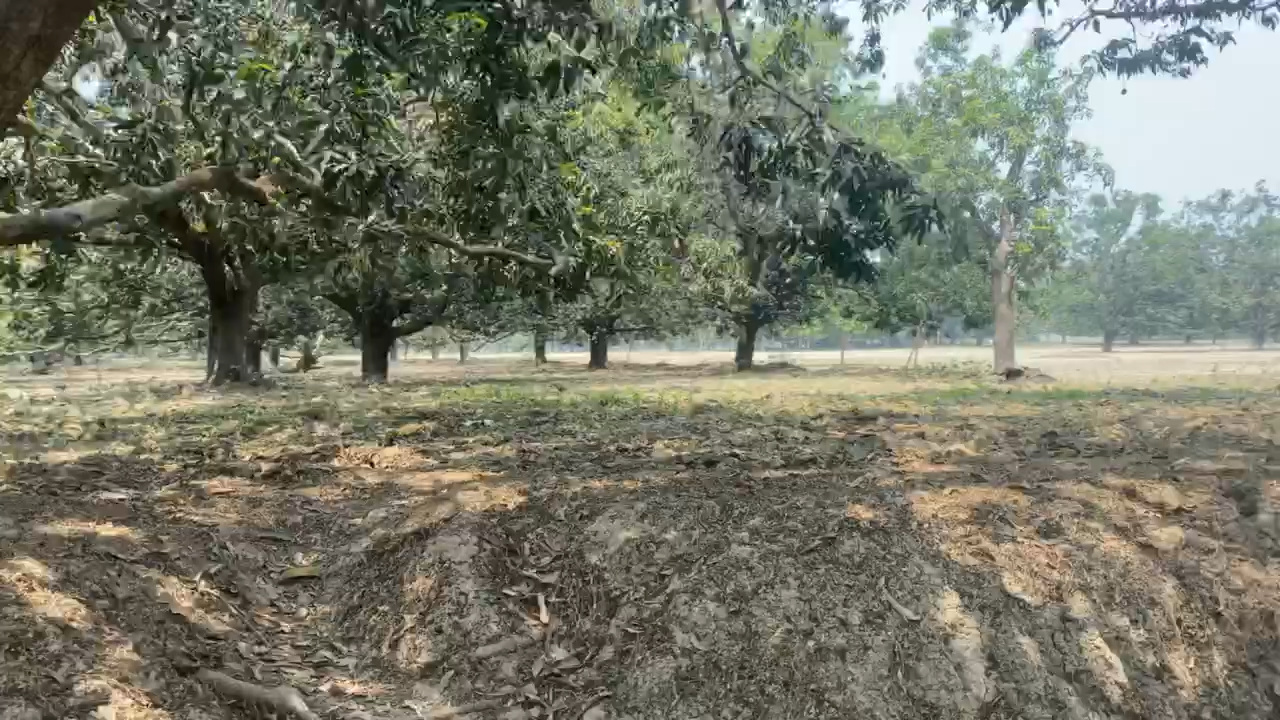 Malda, Bengal ke Mango Gardens. Mango Land of India.
 #MyIndia
#varunkapoorips