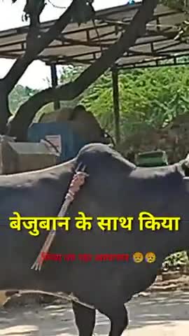 रायबरेली जिले के दीन शाह गौरा मेलखा ग्राम सभा में बेजुबान जानवरों के साथ किया जारहा अत्याचार#रायबरेली#दीनशाहगौरा#जगतपुर