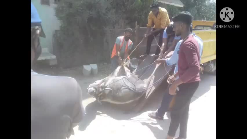 शुजालपुर: शुजालपुर के शीतलानगर में पागल गाय द्वार लोगो पर हमला करने सूचना पर नगरपालिका की टीम मौके पर पहुंची।
#शुजालपुर#शीतला नगर