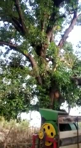 सिमरिया: बमोरी में कल तेज बारिश के साथ तूफान
पेड़ की दलिया#krishnagaur269 shnakppanna#krishna_kp_panna