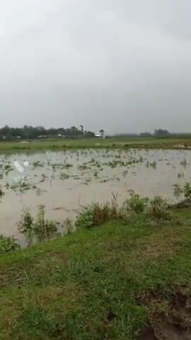 हवा के साथ जोर दार बारिश #पत्थर# पके धान मक्का को काफी क्षति डांदखोरा आसपास