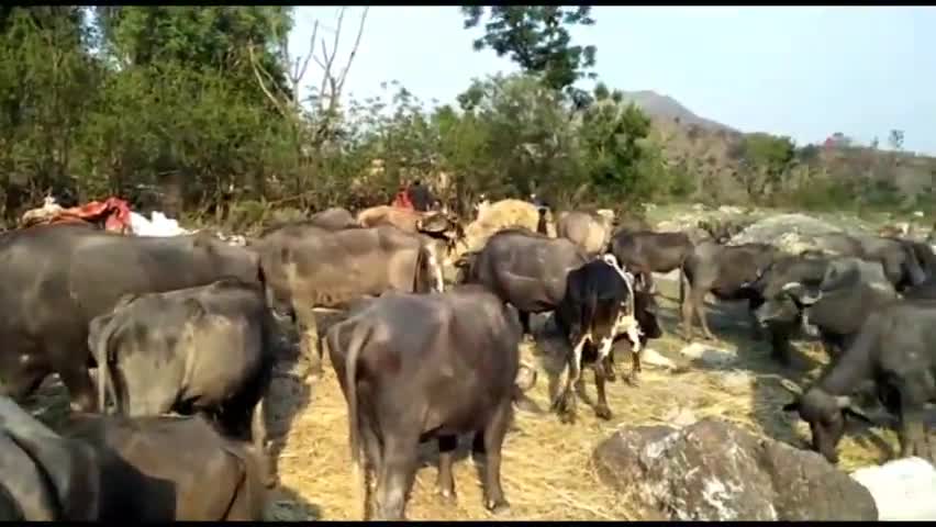 हरिपुरधार: कोरोना कर्फ्यू के चलते उपमंडल संगड़ाह में घुमंतु गुज्जरों को #दूध #बेचने तथा सामान खरीदने मे आ रही रही है भारी दिक्कत