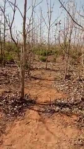 अपनी नरसरी से छेबले का पेड खाँम की लकडी लेने पहली बार पहुँचा ।
यहाँ जो शुकून पाया तो शहर को भूल गया#publickehiro