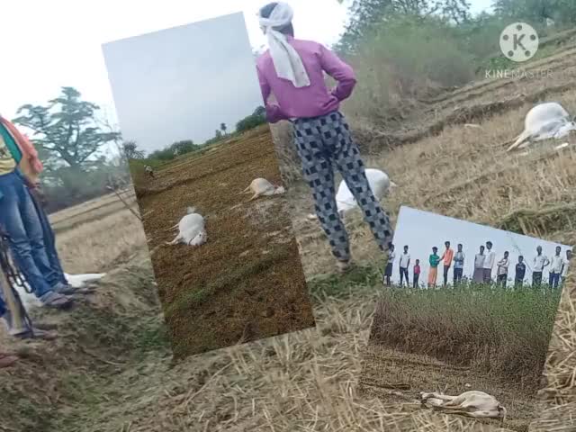 कोडरमा: #कोडरमा के पोस्ट बेकोबार ग्राम चंदेडीह में गई चार गायों की जान,
#यह घटना 11000 बोल्ट की तार गिरने से हुई।(छठतालाब केPas