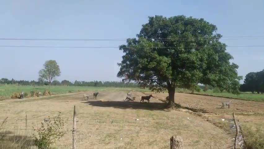 नील गायों का बढ़ता आतंक
#wildlife #nature