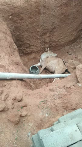 सीतापुर: #bail gir gya gaddha me Lalit pur gurguma ka bail hai