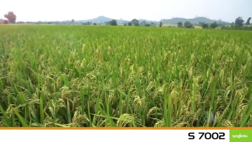 🌾🌾सिंजेंटा फ्रंटलाइन एस7002🌾🌾
👉अवधी 130 दिन से 135 दिन
👉भरपूर उपज
👉गिरने के प्रति सहनशील
👉#धानका #बादशाह