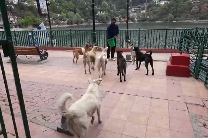 भूखें बेसहारा पशुओं को भोजन करते हुए। बड़े भाई रितेश सागर जी के सानिध्य में उनके साथ जुड़कर कार्य करने का मौका मिला। 
#ntl