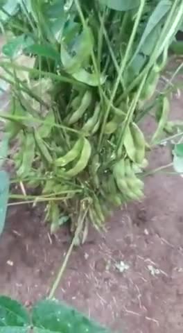 किसान भाइयों कम खर्च मैं अच्छा उत्पादन कीट रोग मुक्त फसल चाहिए।संपर्क करें 8962753814,7566605511 #उन्न्त खेती#जैविकखेती
