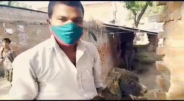 #बेजुबान की #मदद करना ही #सबसे #बड़ा #पुण्य का काम / #श्रवण_चौहान। #save_stay_dog
