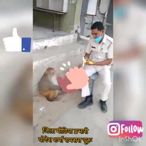 दुधवा खारा के अनिल सिंग जी ड्यूटी टाइम मे बंदरो को खिलाए 5किलो केले 5 किलो तरबूज #चूरू #सिद्धमुख #योगेशशर्मा 9664139699