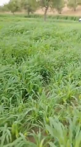 सायला: #rajastan #rajkotlive  हल्का सा तूफान #बाड़मेर में