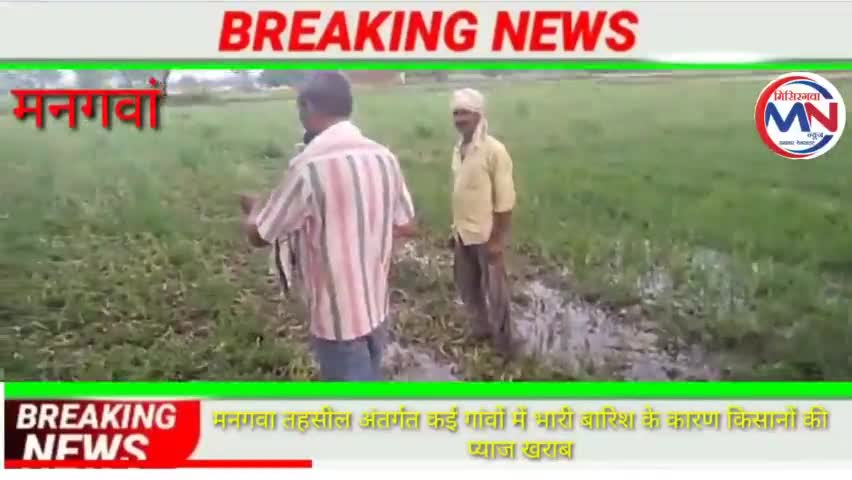 हुज़ूर: #मनगवां तहसील #के अंतर्गत कई गांवों में बारिश के कारण किसानों की# प्याज #की फसल नष्ट