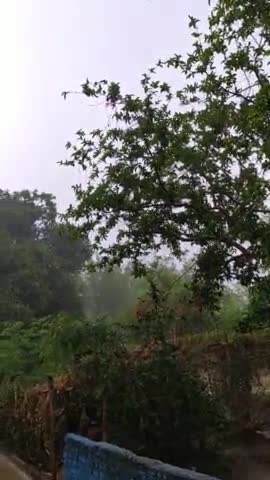 नवादा जिले में गर्मी से राहत मौसम हुआ सुहावना
#नवादा #सिरदला #बरदाहा