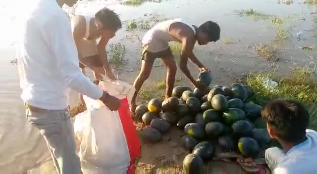 पीलीभीत के नावकुड़ गांव के पास देवहा नदी किनारे कर रहे कृषि कार्य उन लोगों का भारी नुकसान हुआ है #दुःख
