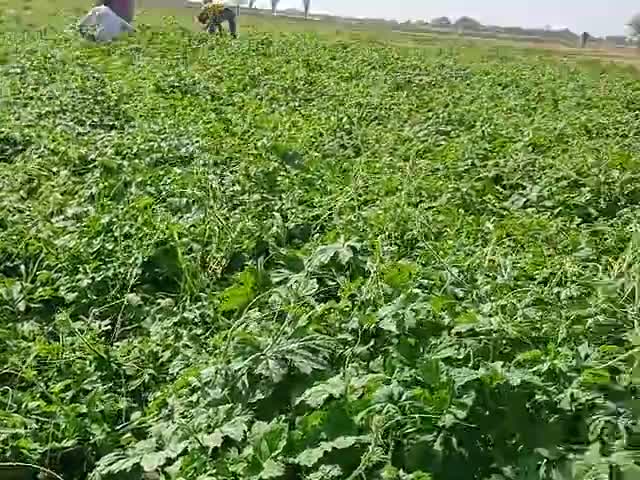 देसूरी: #केरला की खेती को बारिश से नुक्सान पहुंचा