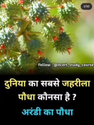 दुनिया का सबसे जहरीला पौधा कौन सा है जाने इस वीडियो में
#Short
#Motivational_video
#kulpahar
#short_video