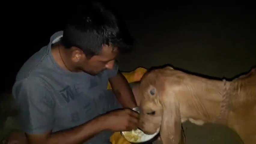 #बाड़मेर गौ माता के साथ 
#greenmannarpat